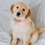 Dog Foods 2kg